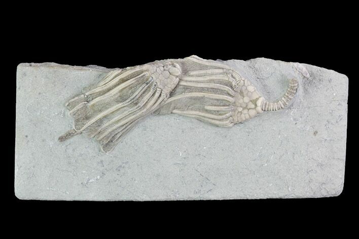 Two Crinoid (Macrocrinus) Fossils - Crawfordsville, Indiana #99941